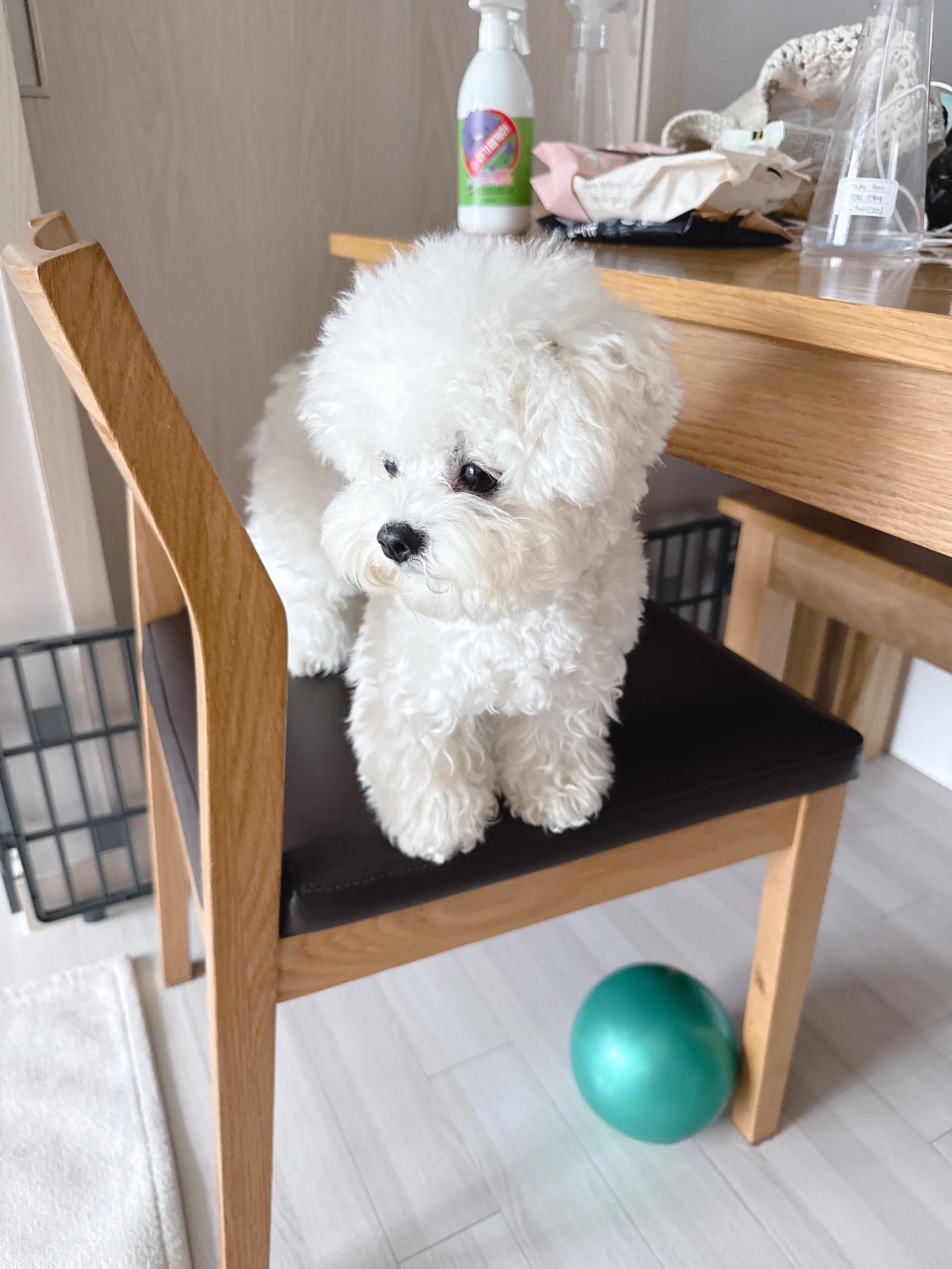 선데이펫 독 젠틀베이크 그레인프리 연어 어덜트 1.3kg 베스트 후기 이미지