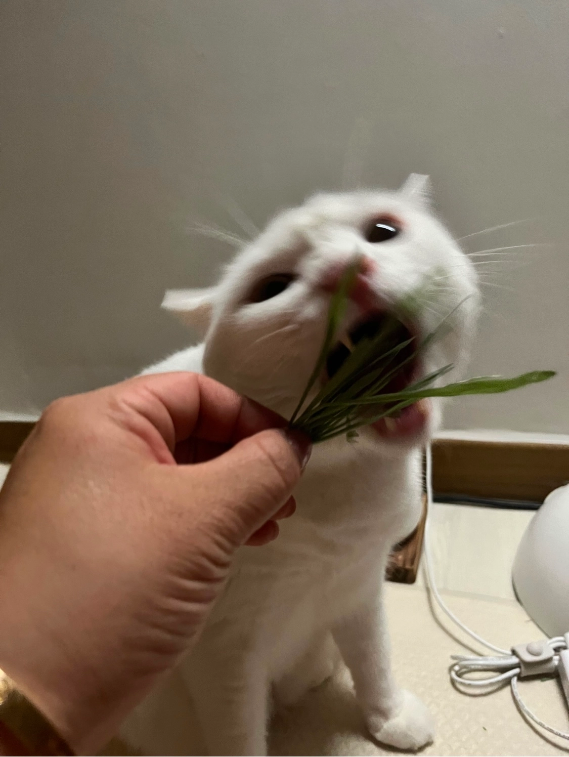 건강한펫 동결건조 풀떼기 캣그라스 밀싹 2g 베스트 후기 이미지