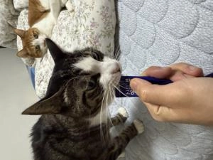 [NEW신상][무료배송] 뽀시래기 캣 든든한 짜먹는 간식 연어 12g*100p 베스트 후기 이미지