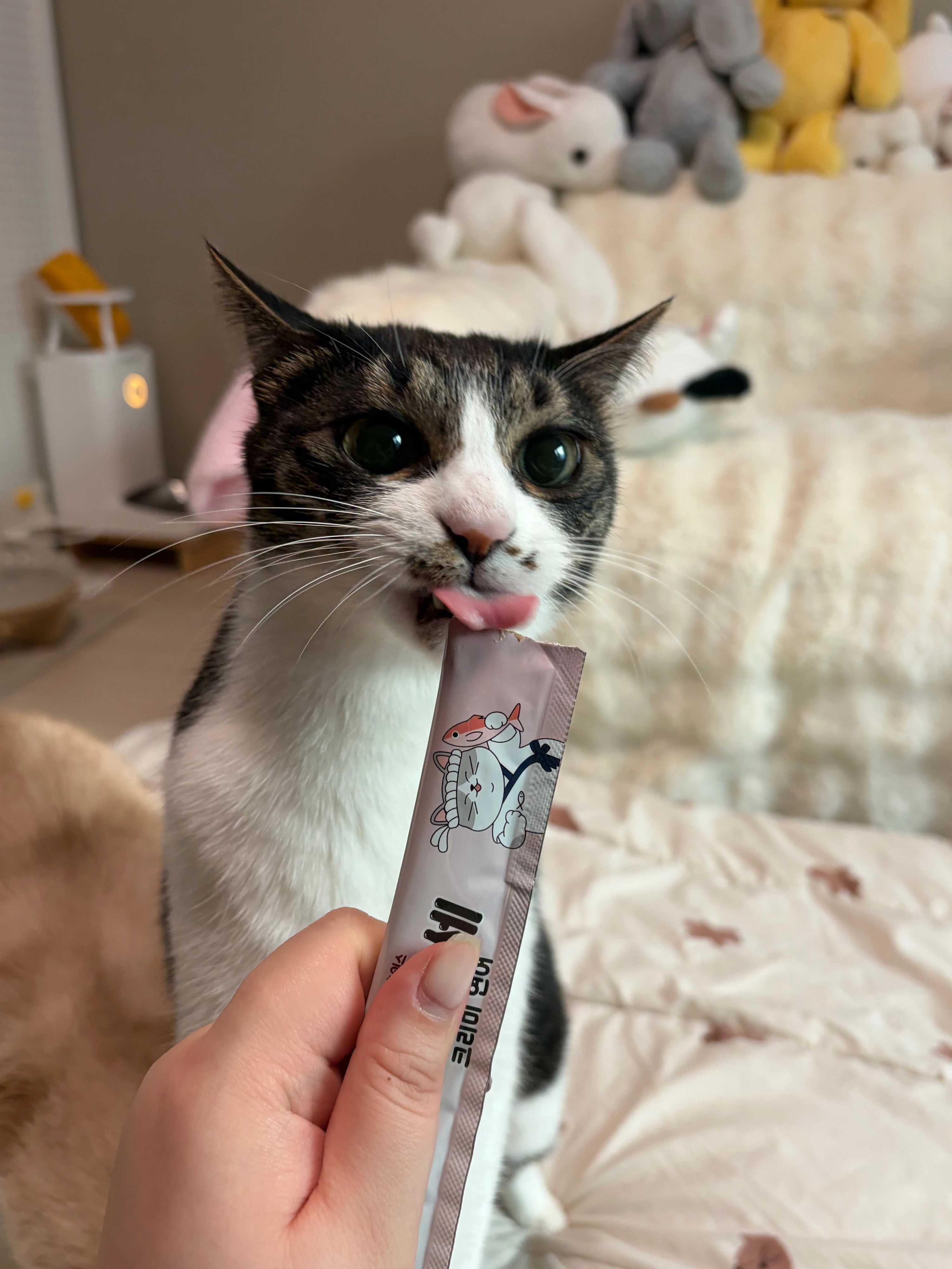 [NEW신상][무료배송] 펫모닝 묘마카세 크리미 연어 15g*60p 베스트 후기 이미지