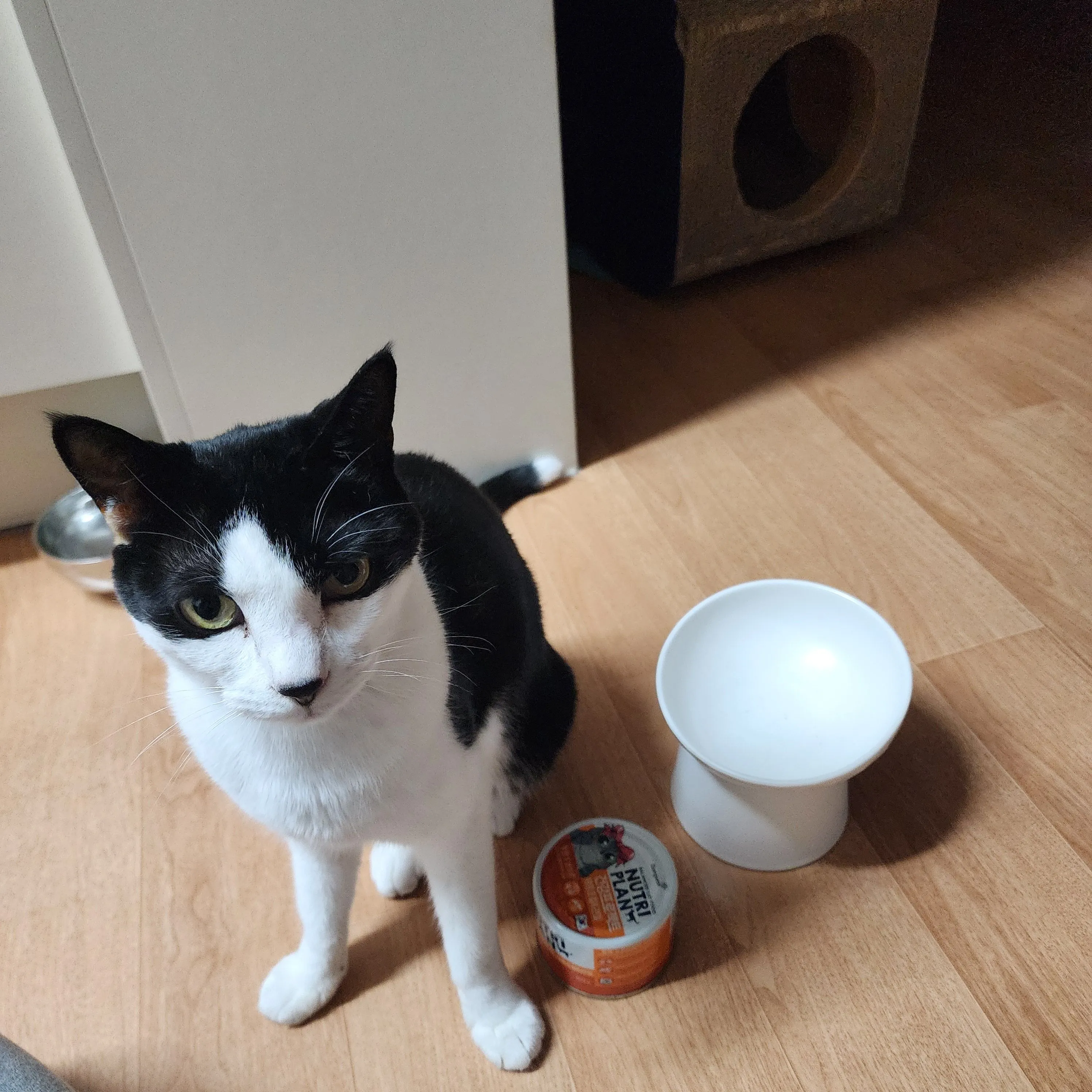 뉴트리플랜 캣 건강프로젝트 6종 [모음] 베스트 후기 이미지