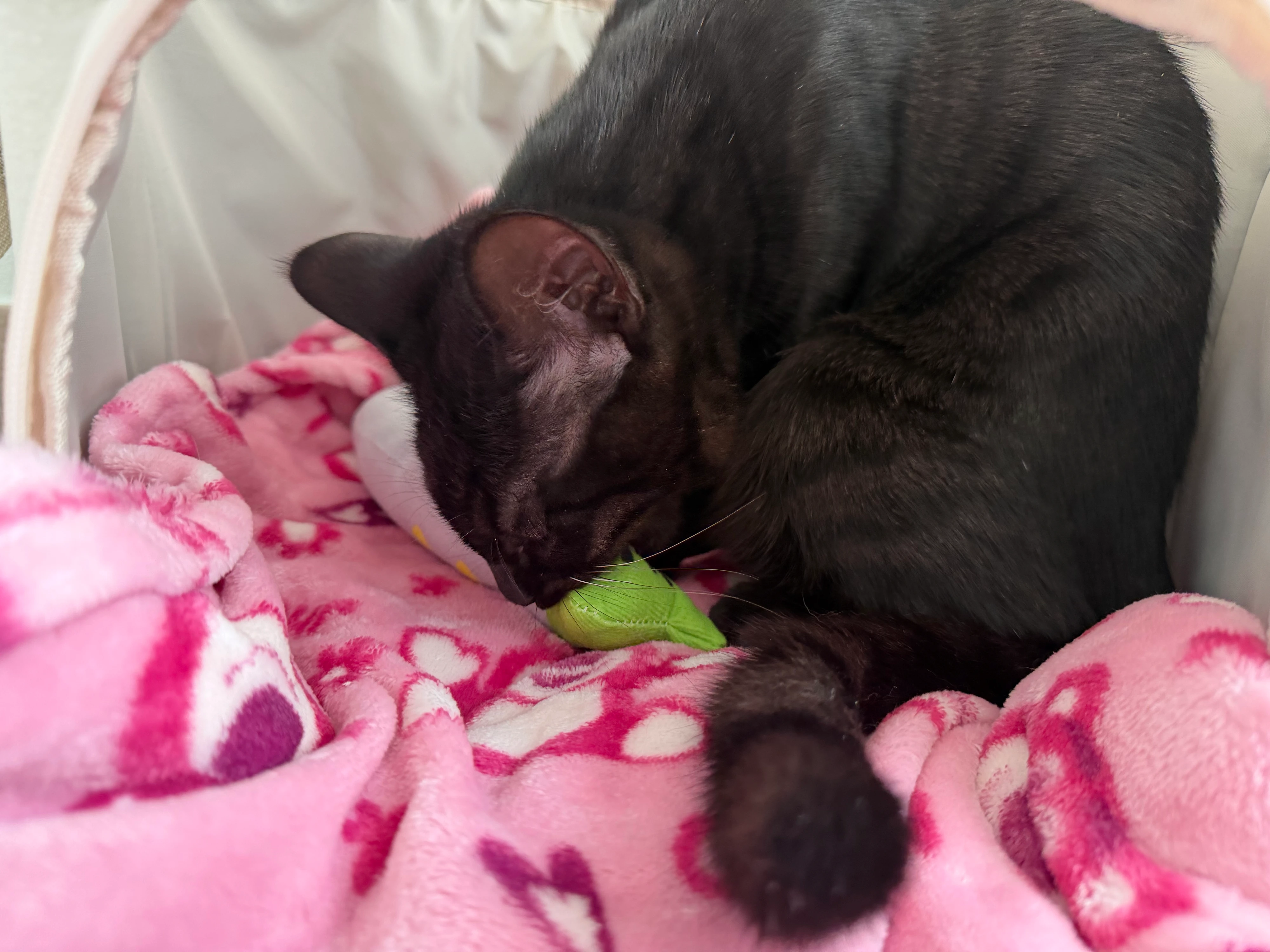 [NEW신상][무료배송] 크레용펫 컬러 물고기 캣닢쿠션 3종세트 베스트 후기 이미지