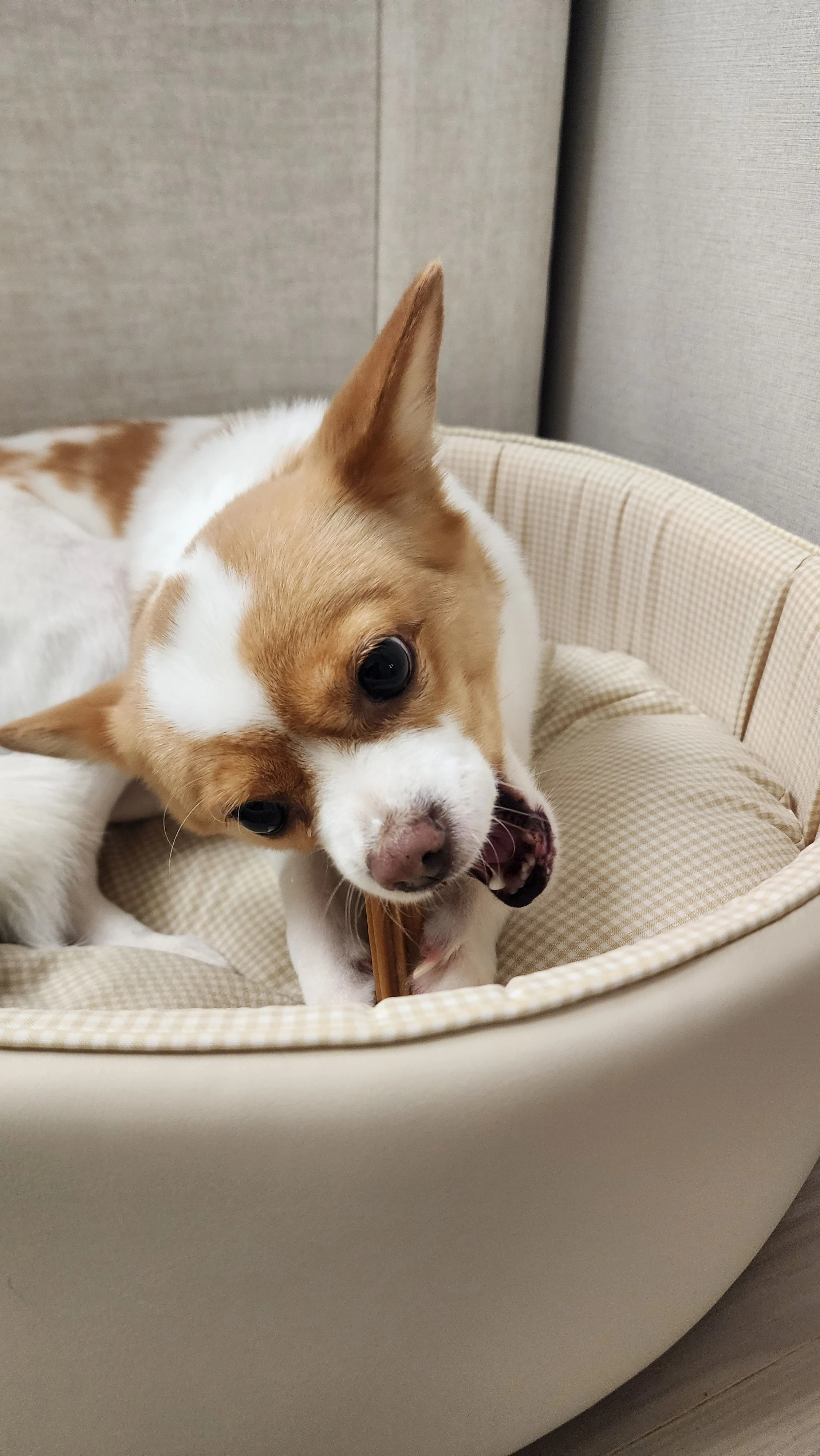 [NEW신상]더헬씨 파우팩트 츄 가수분해 덴탈껌 닭고기맛 120g 베스트 후기 이미지
