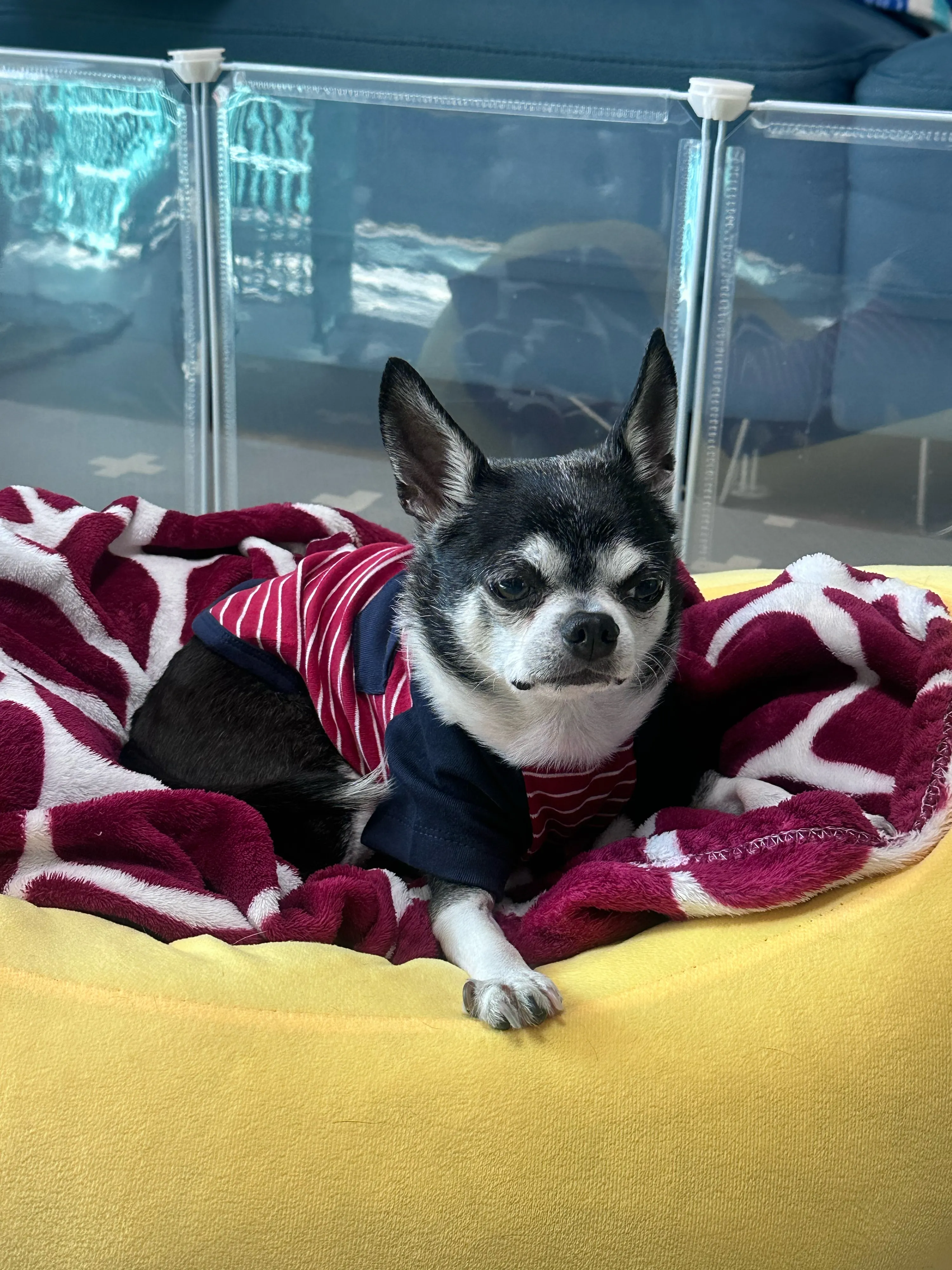 [무료배송] 도그아이 강아지옷애견 포켓단가라 티셔츠 S-2XL (그레이/레드/화이트) 베스트 후기 이미지