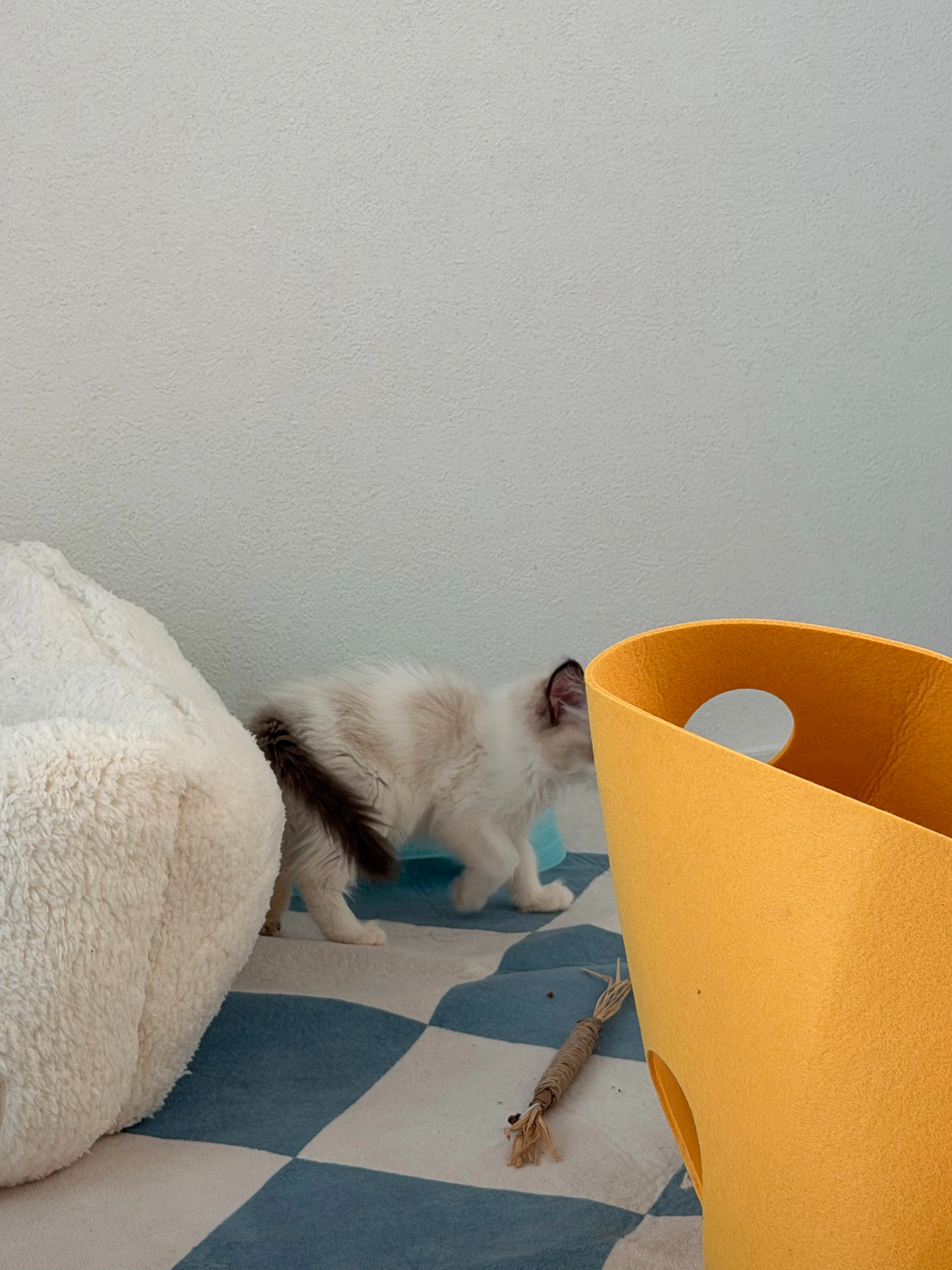 [무료배송] 옥희독희 양털 골골침대 아이보리/그레이 베스트 후기 이미지