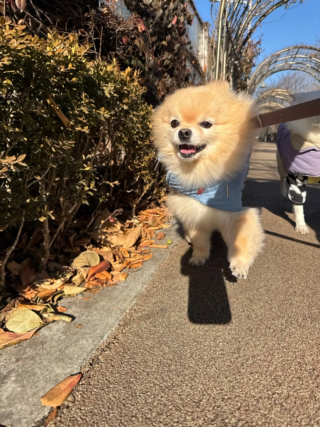 [유통기한임박, 26년4월8일] 호랑이 300억 생유산균 2g x 30p 베스트 후기 이미지